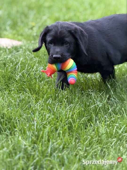 Czarny samiec Labrador Retriever FCI