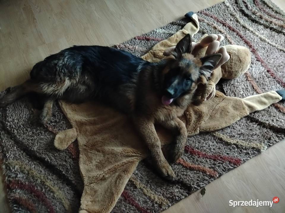 Szczeniaki owczarka niemieckiego Rędziny-Borek