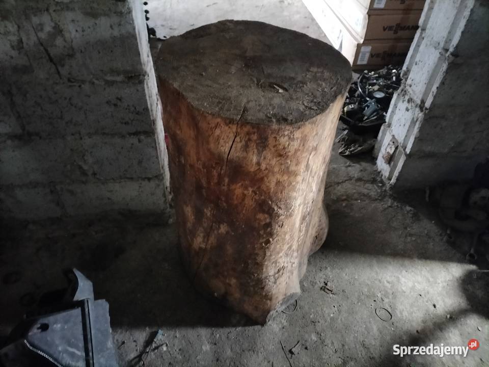 pień sosny dóży Kamień