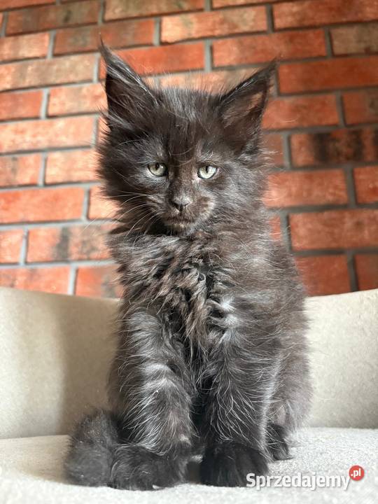 Maine Coon Olimpia Szembruk
