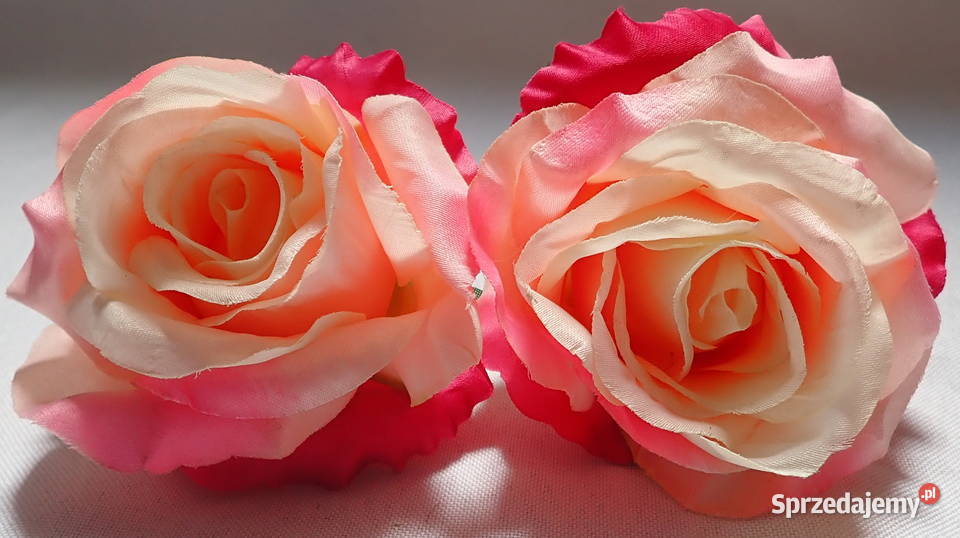 Róże rozwinięte różne kolory 1 śred 11 LA641 Siewierz