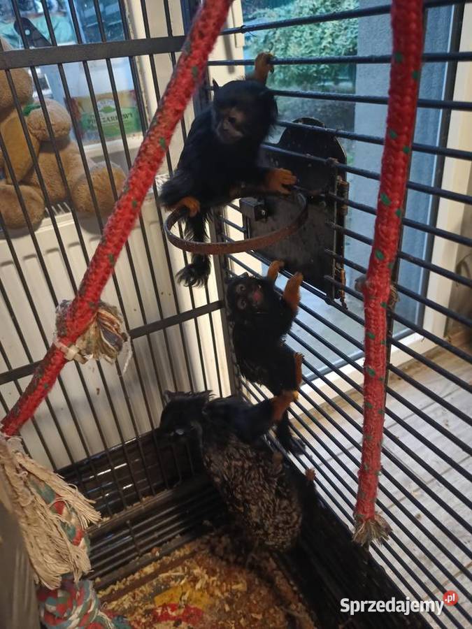 Tamaryna złotoręka Ząbkowice Śląskie sprzedam