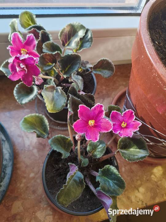 Sprzedam aloesy tygrysie a także Białystok sprzedam