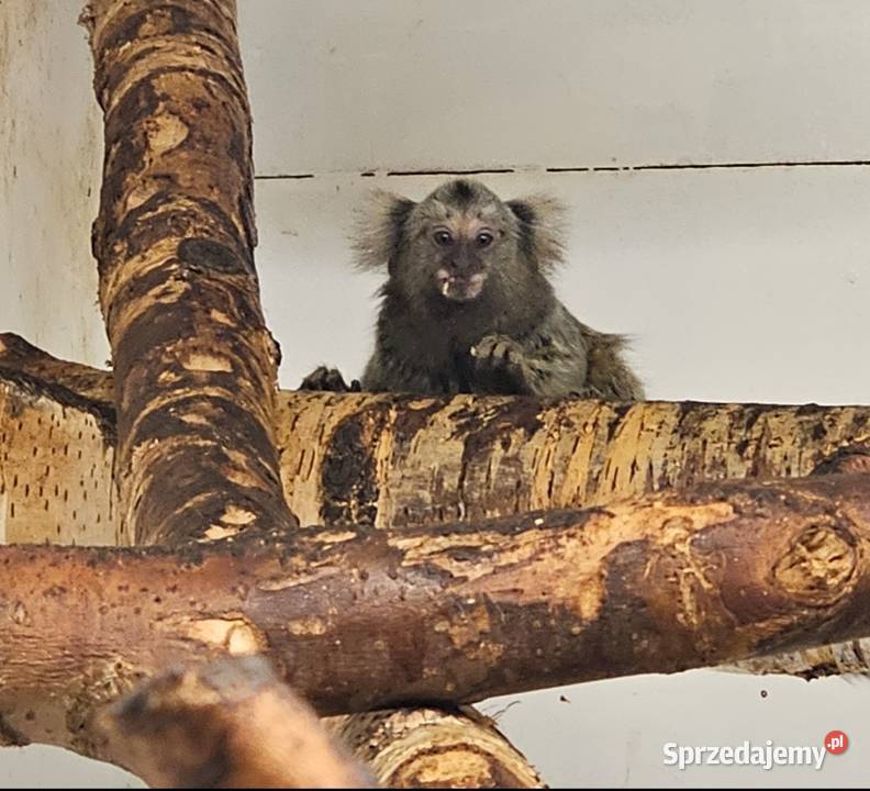 Małpka Marmozeta białoucha Siedlce