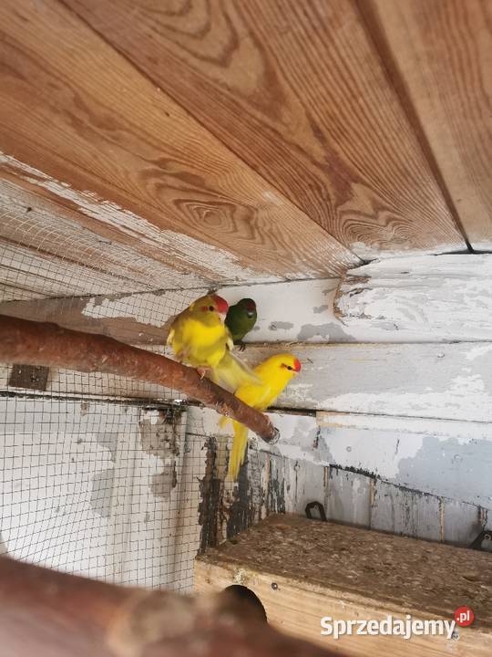 Ptaki z woliery zewnętrznej Maryszewice