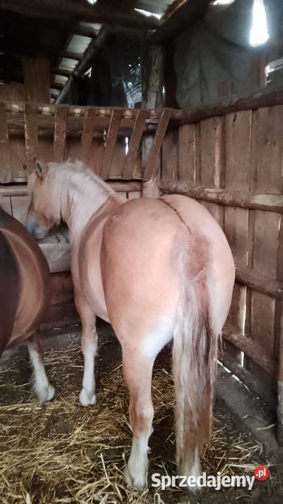 Sprzedam zrebice zimnokwista Gąbin sprzedam