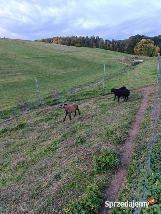 Sprzedam baranki Barbados Owsiszcze