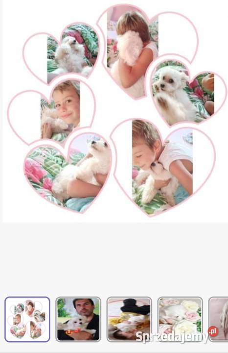 Maltańczyk szczeniaczki z rodowodem Kowary