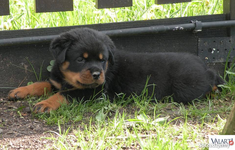 Szczenięta rasy Rottweiler rodowód ZKwP Zaskale