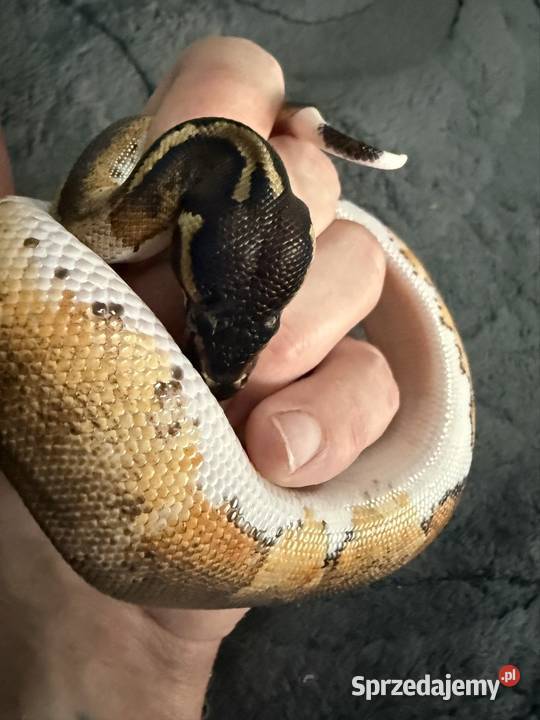 Pythony królewskie Piebald het clown Bogatynia