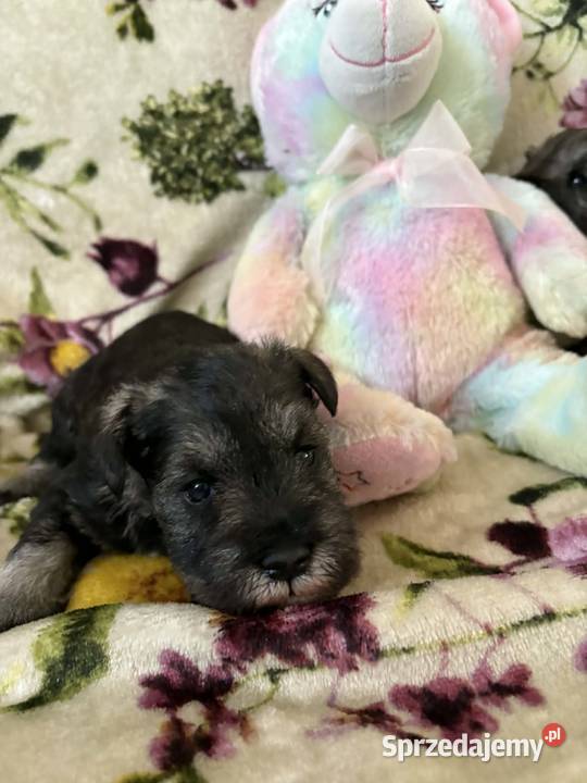 Sznaucer miniaturowy czarny pieski Solec Kujawski