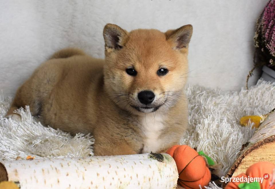 Szczenięta ShibaInu piesek z doskonałym wielkopolskie Kalisz