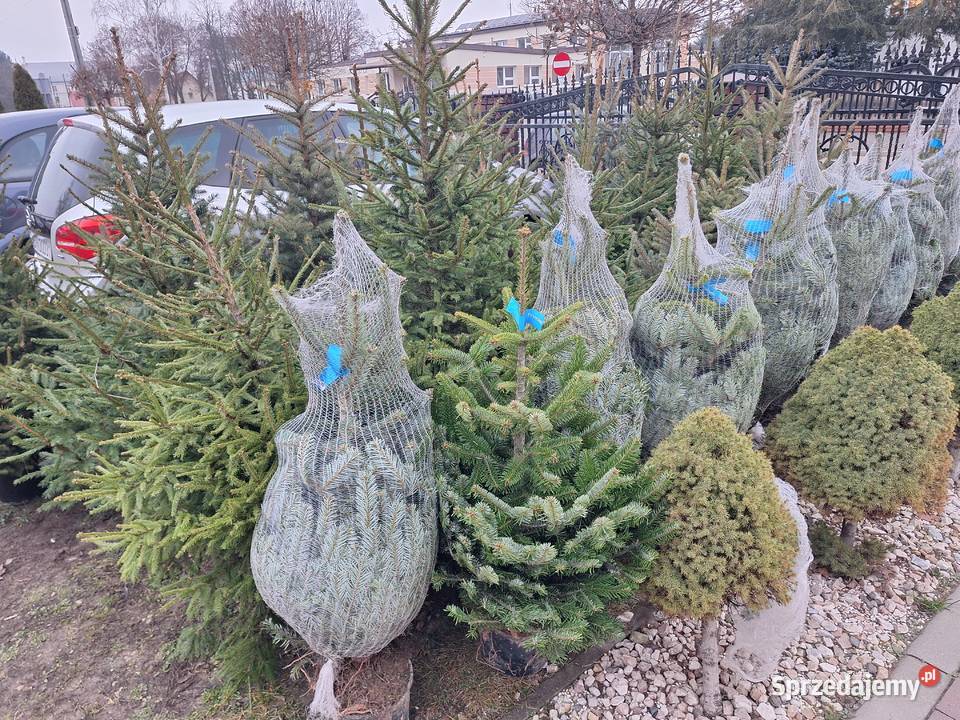 już mamy Jodły kaukaskie i choinki cięte i podlaskie Ciechanowiec