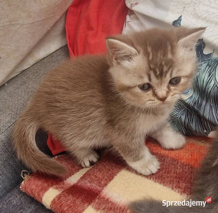 Brytyjskie Szamotuły sprzedam