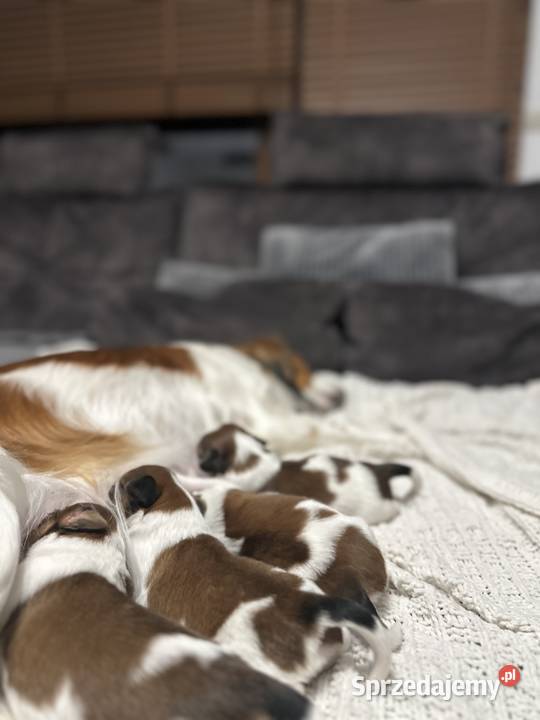 Płochacz holenderski Netherlandse Kooikerhondje Warszawa