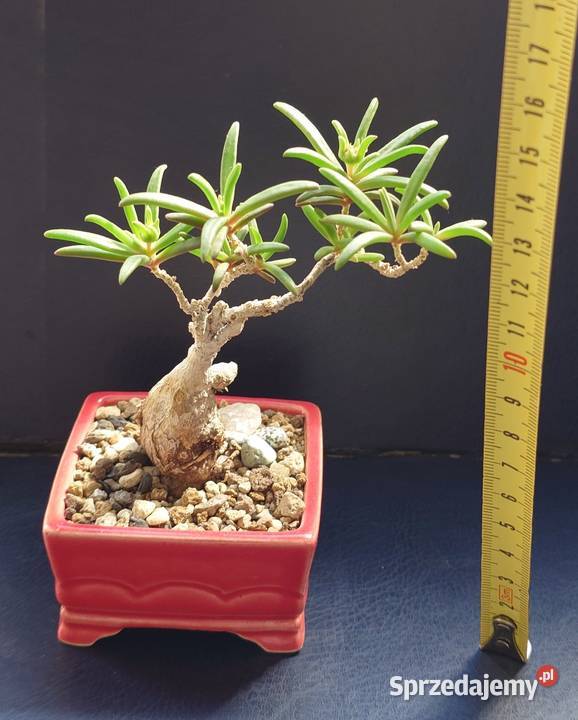 Sukulent bonsai Delosperna bosseranum doniczka Warszawa sprzedam