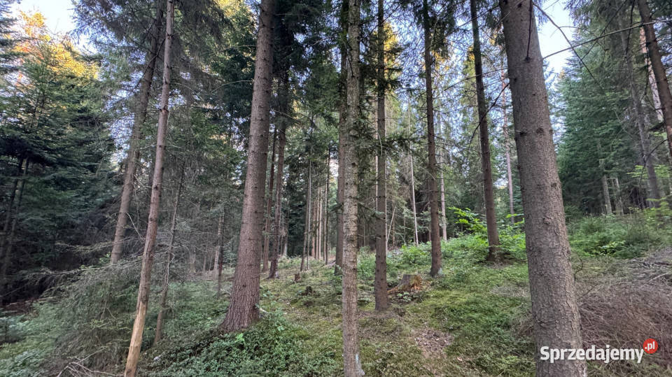 Działka leśna 20 700 m Kasina Wielka
