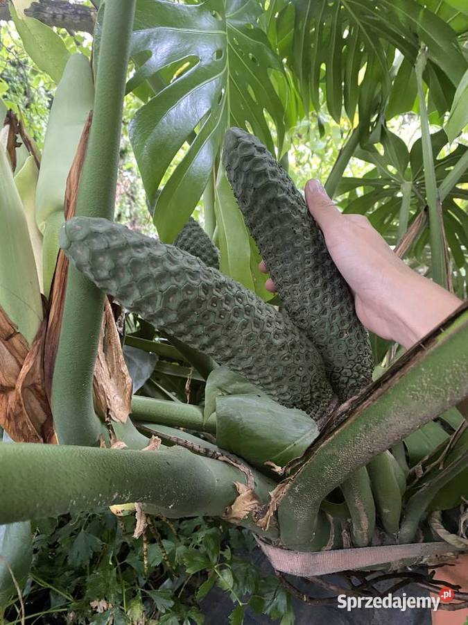 OGROMNA MONSTERA DELICIOSA ok 3 m kwitnąca i