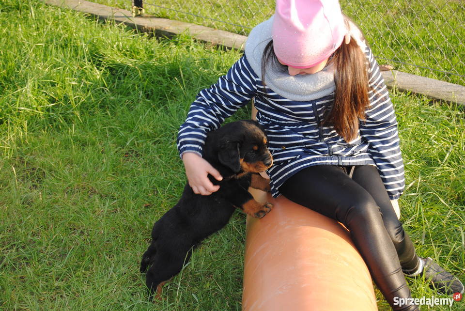 Rottweiler szczeniaki do oddania Bąków sprzedam