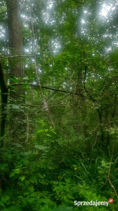 Sprzedam 2 działki rolno leśne las budowlana Kolonia Giżyce sprzedam