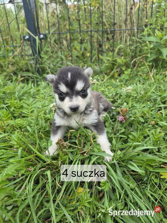 Szczeniaki Syberian Husky Samsonów-Piechotne