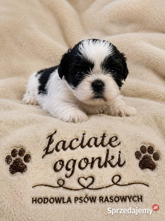 Dwie suczki shih tzu Ciechocin
