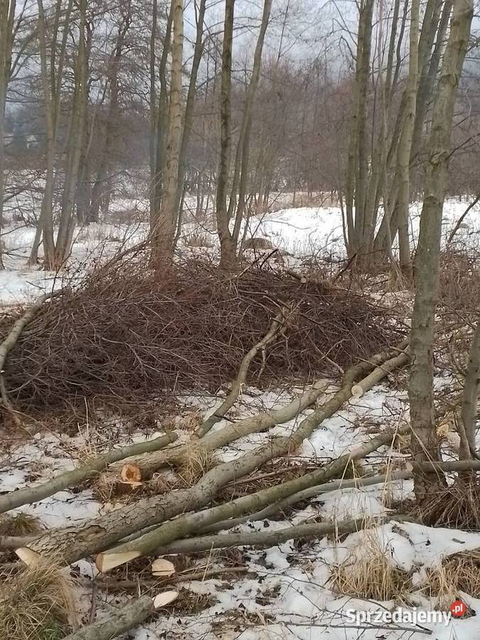 Wycinka drzew i koszenie trawy Karczowanie i usuwanie drzew dolnośląskie