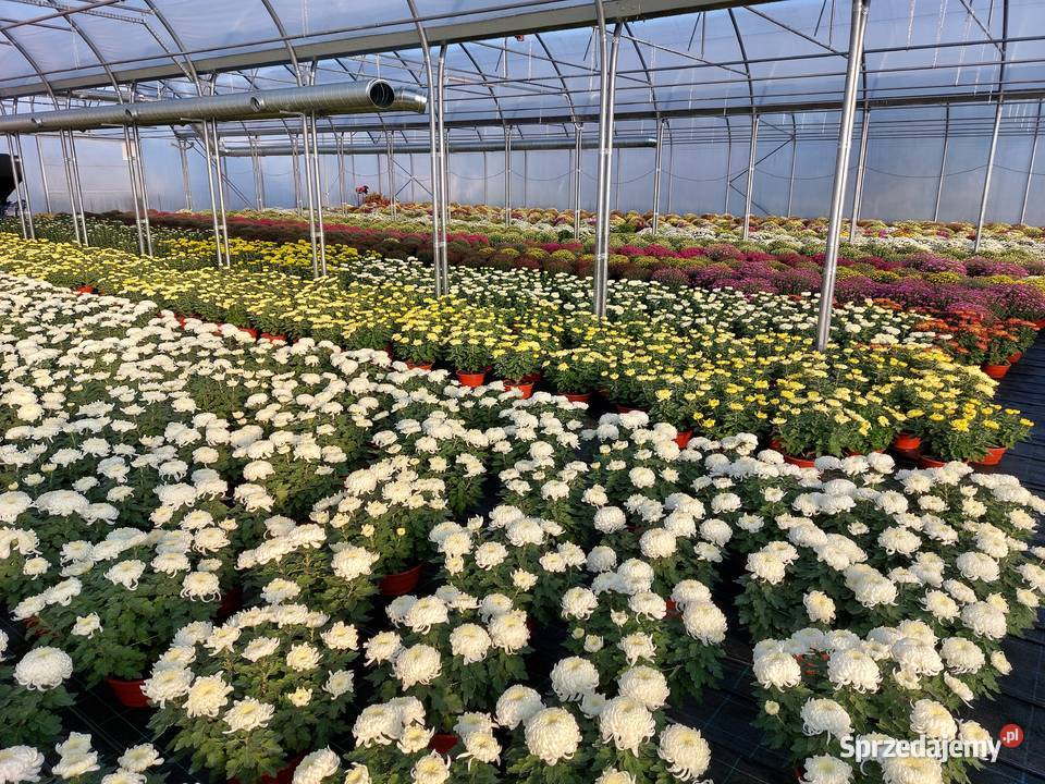 CHRYZANTEMY DROBNE I WIELKOKWIATOWE Sochaczew