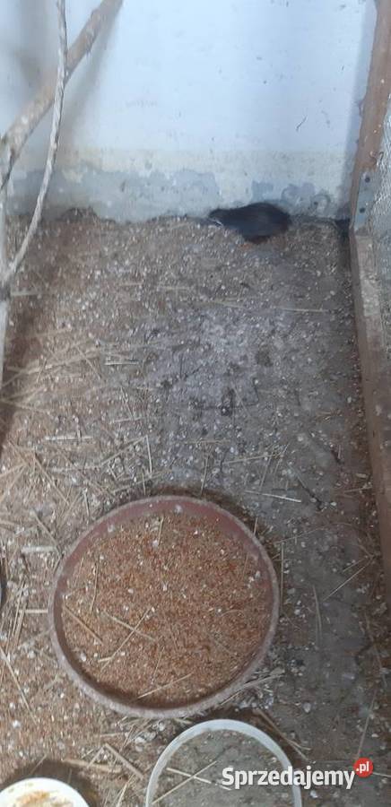 Przepiórka chińska