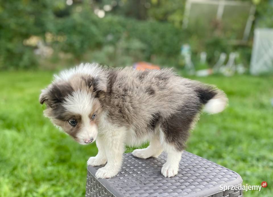 Border collie samiec piesek merle Ostrowiec Świętokrzyski