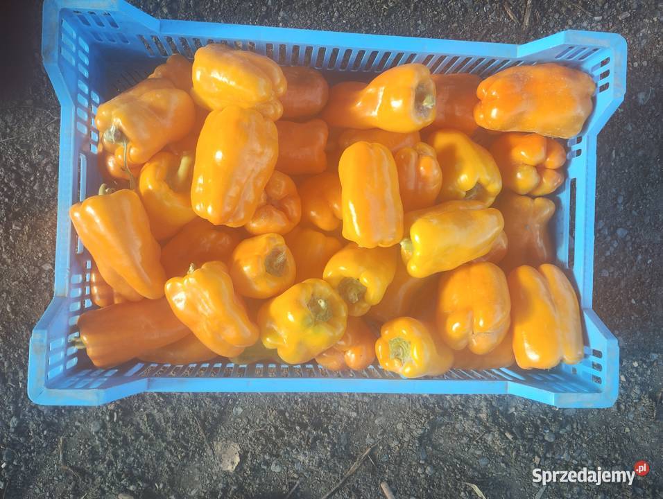 Papryka gruntowa czerwona i żółta Nałęczów