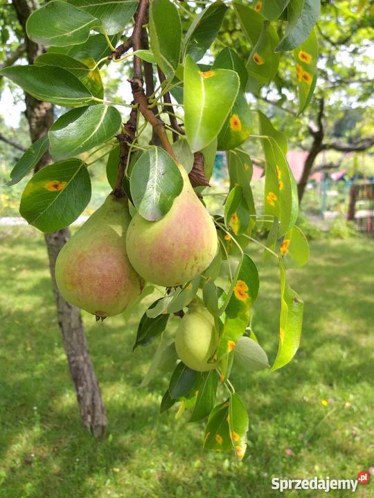 Działka rekreacyjnaa ROD LUMEL ZIELONA GÓRA Zielona Góra