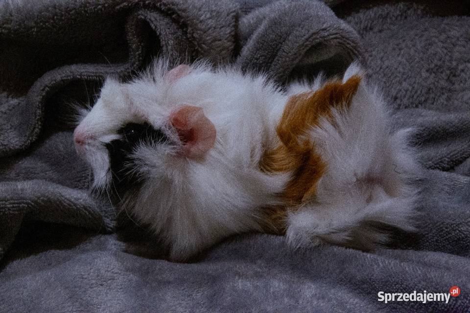 Świnka morska cavia domowa SAMIEC Koszyce Wielkie