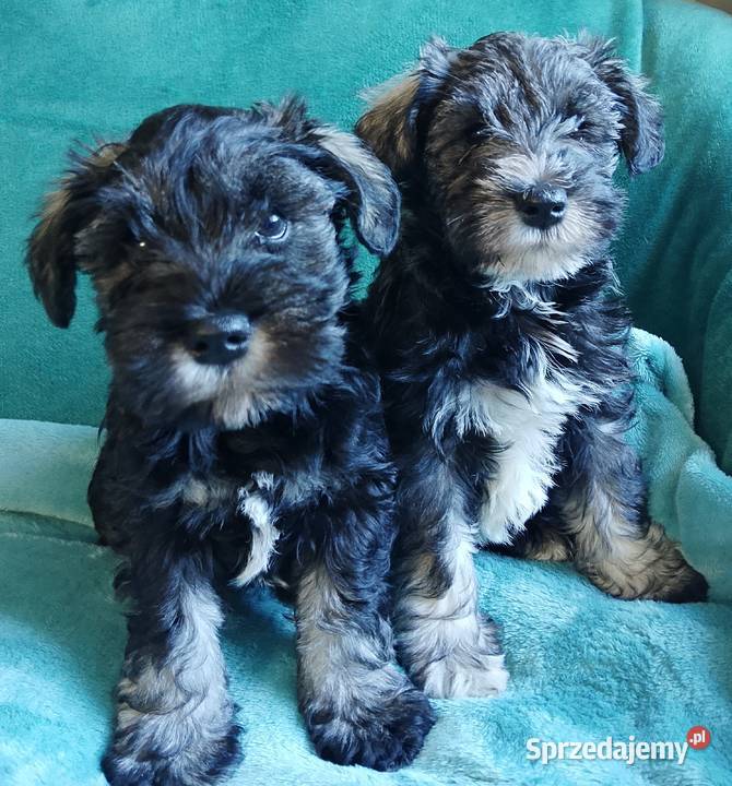 sznaucer miniaturowy pomorskie Gniew