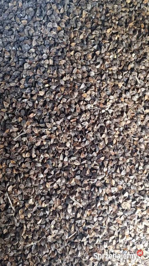 Soja Abaka i Amatia i gryka lubelskie