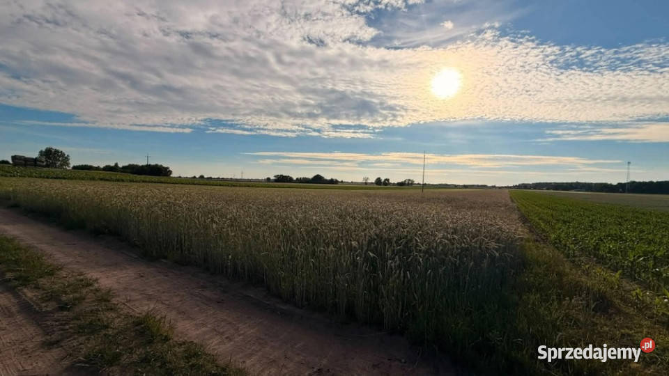 DZIAŁKA PIOTROWICE 79 ARÓW MPZP 31zł/m2