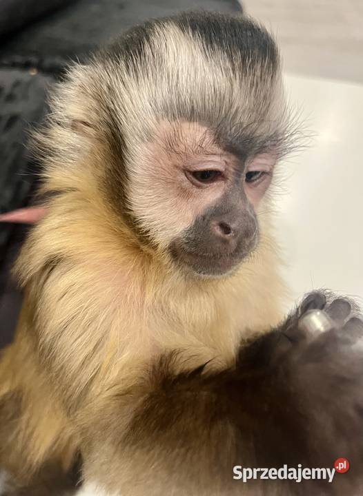 Małpa kapucynka czubata samica lubuskie Krosno Odrzańskie