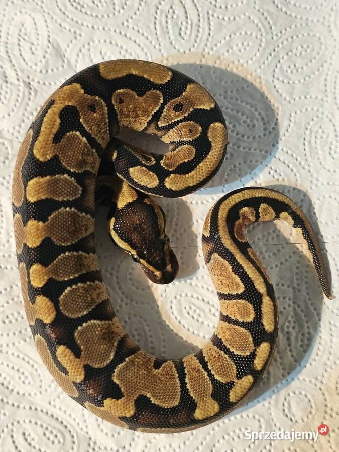 Pyton królewski enchi yellowbelly het albino Gady i płazy Chorzów