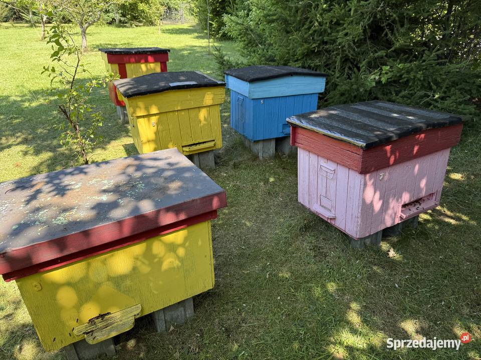 Ule mała pasieka w całości Lębork
