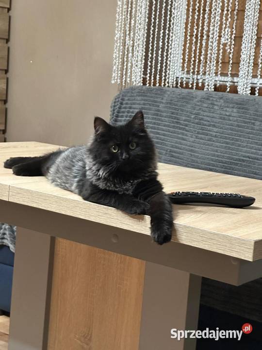 Kotek Syberyjski gotowy do odbioru Rybnik