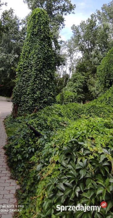 Pnącze Winobluszcz Pięciolistkowy 34 m Jasieniec