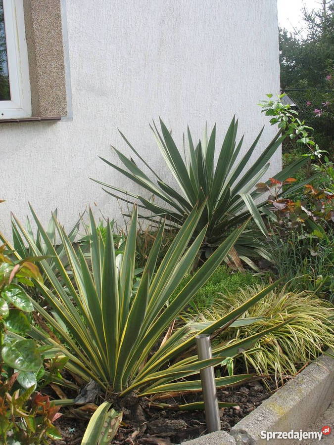 BANANOWCE BAMBUSY KAKTUSY GUNERA Wrocław