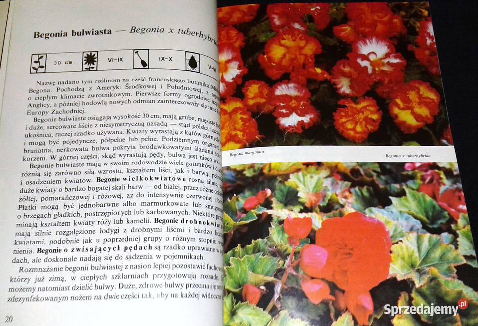 Kwitnące cebule Ozdobne rośliny cebulowe i lubelskie Chełm