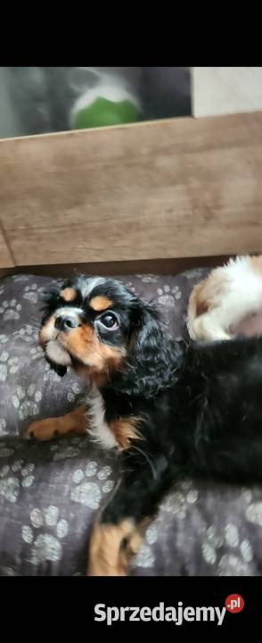Cavalier king chals spaniel Wolica sprzedam