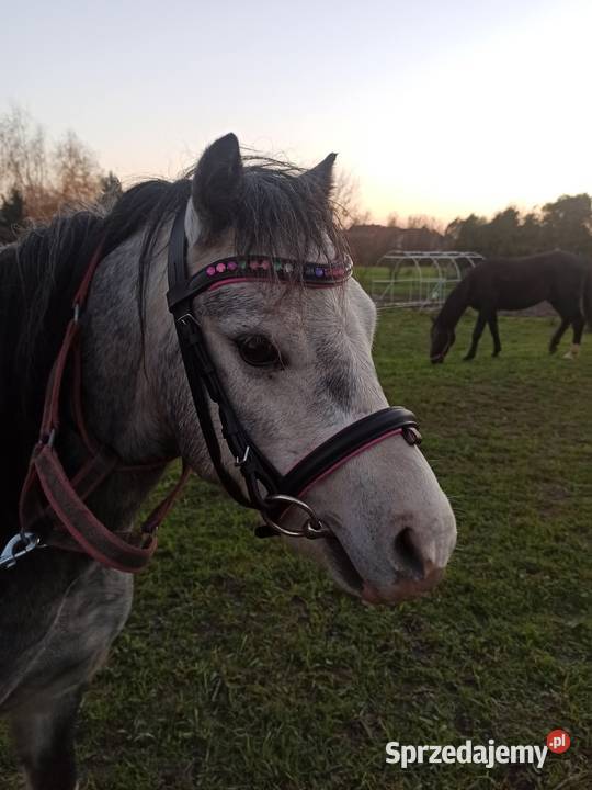 4letni Ogier Walijski Reńska Wieś