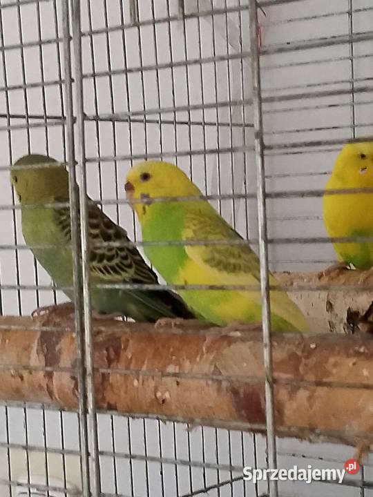 Papugi faliste młode Tomaszów Mazowiecki