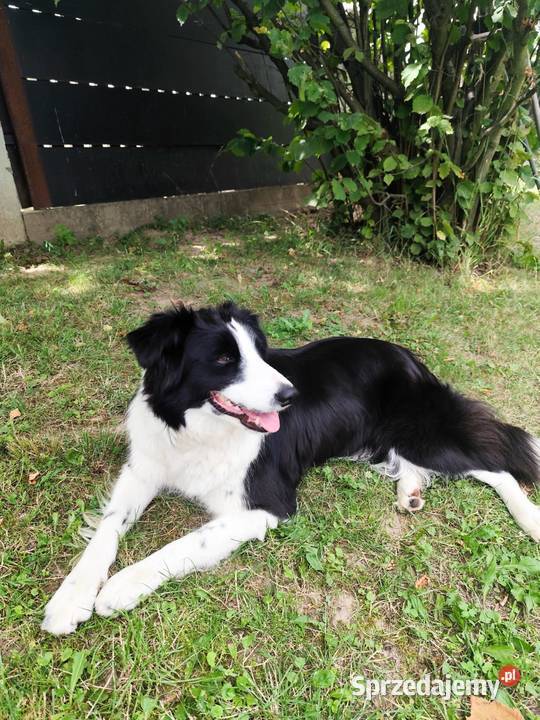Border Collie szczeniaki Nagawczyna sprzedam