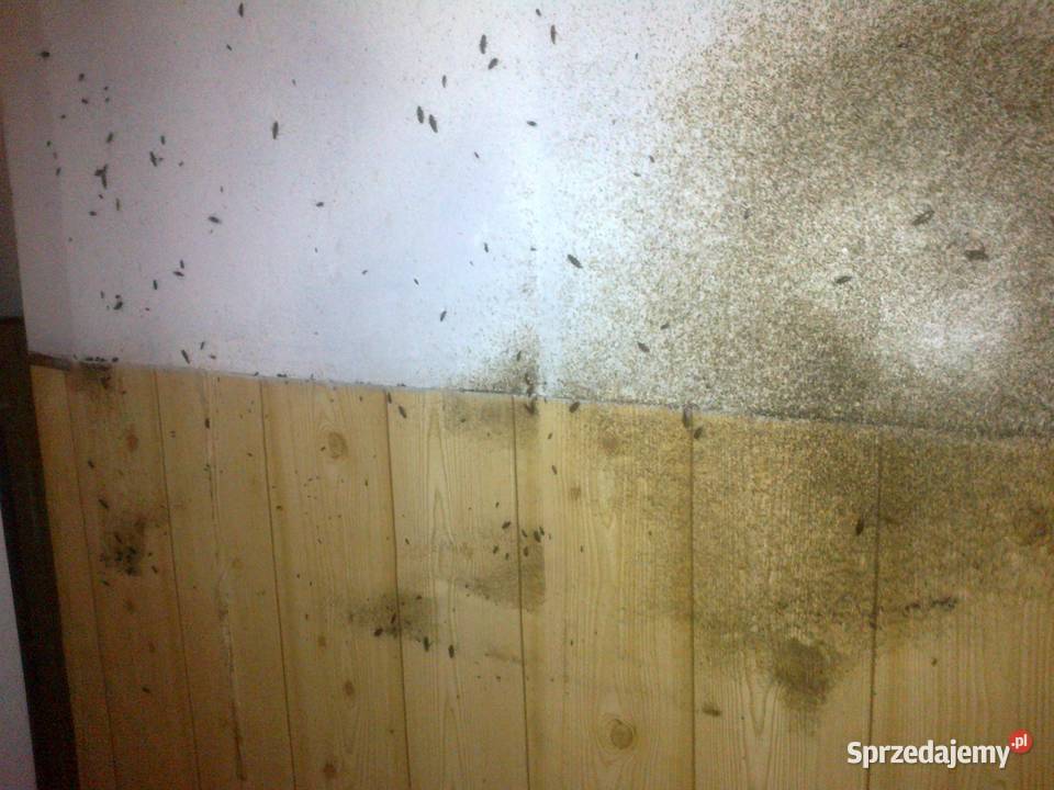 Dezynfekcja rybiki cukrowe zwalczanie likwidacja Wrocław