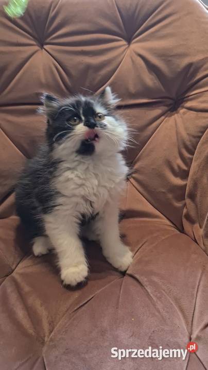 Maine coon chłopak Polesie Mikułowskie