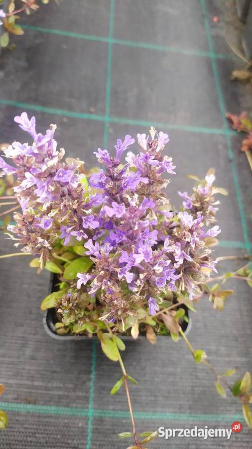 Byliny rojnik rozchodnik płomyk dzwonek żurawka Rabatowe Jelitów sprzedam